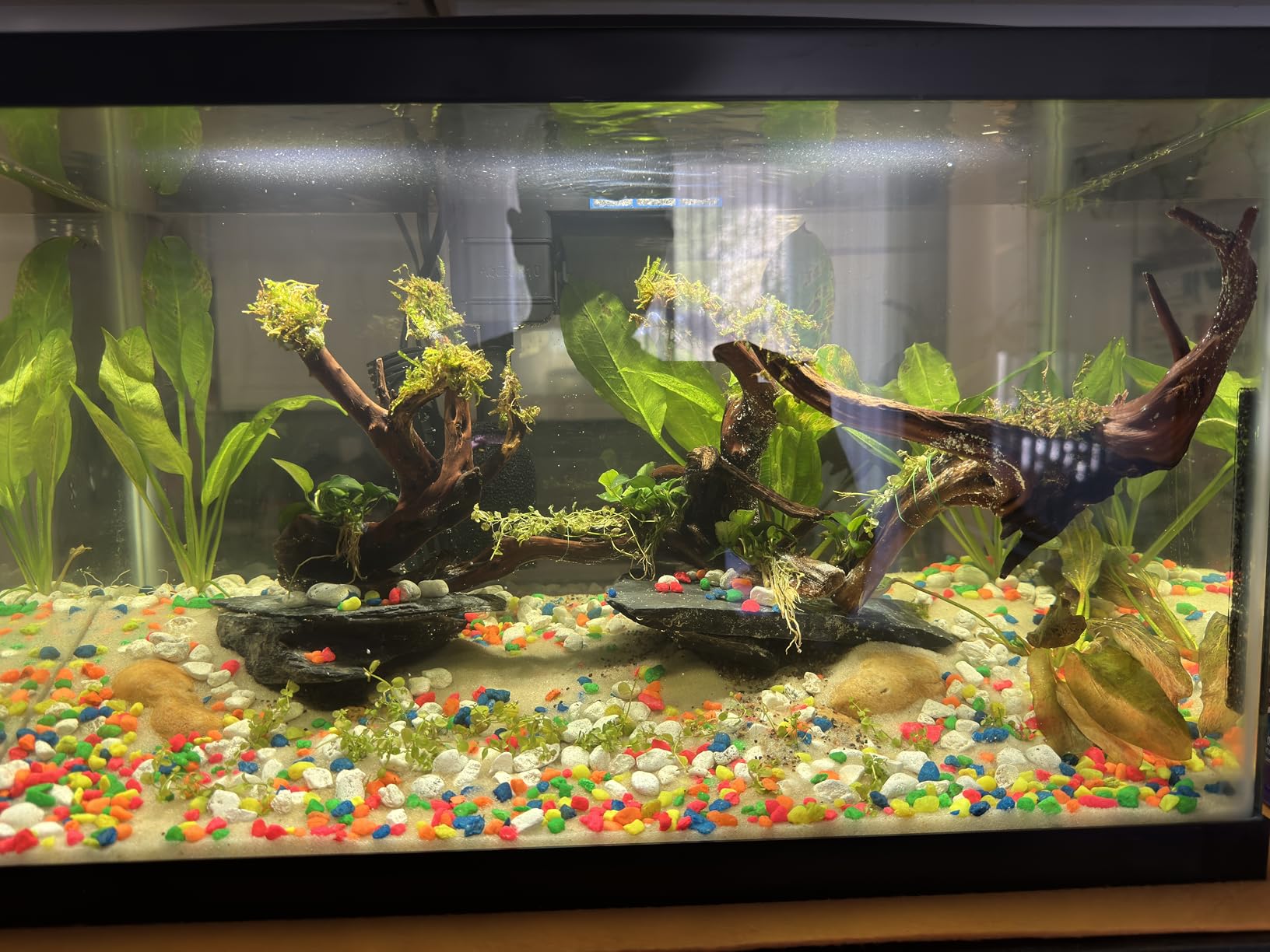 Aqueon Aquarium Starter Kit with Smart Clean Filtration and LED Lighting, Freshwater and Saltwater Fish, 20-Gallon customer photo 2