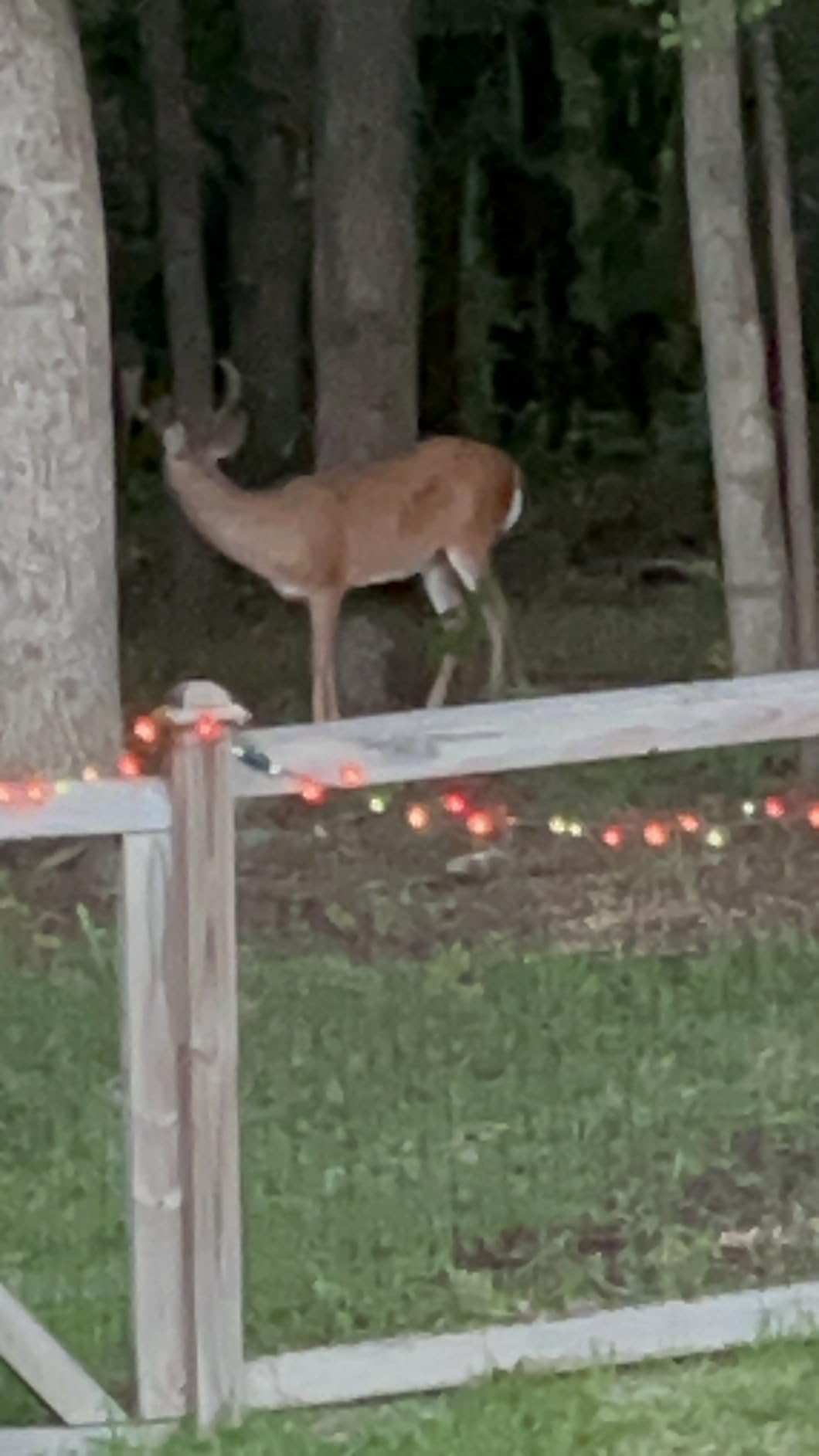 Moultrie 200 Lb Tripod Deer Feeder - Bluetooth App Control customer photo 2