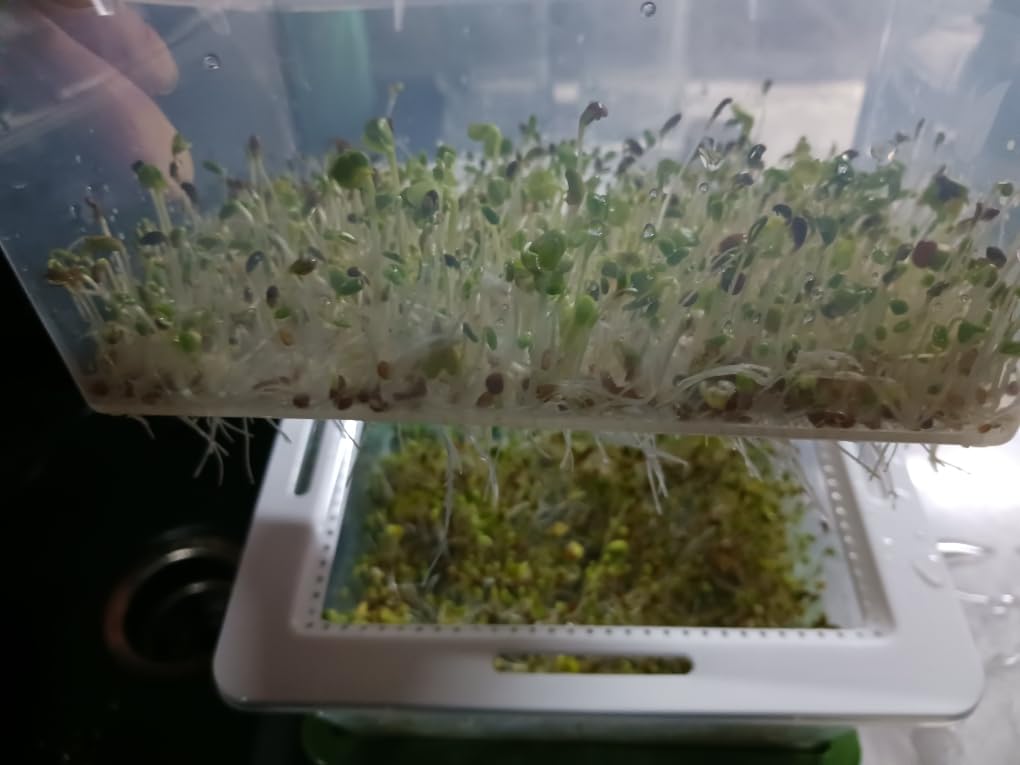 ZESTIGREENS Microgreens Growing Trays & 4-Tier Seed Sprouter Kit with Spout customer photo 2