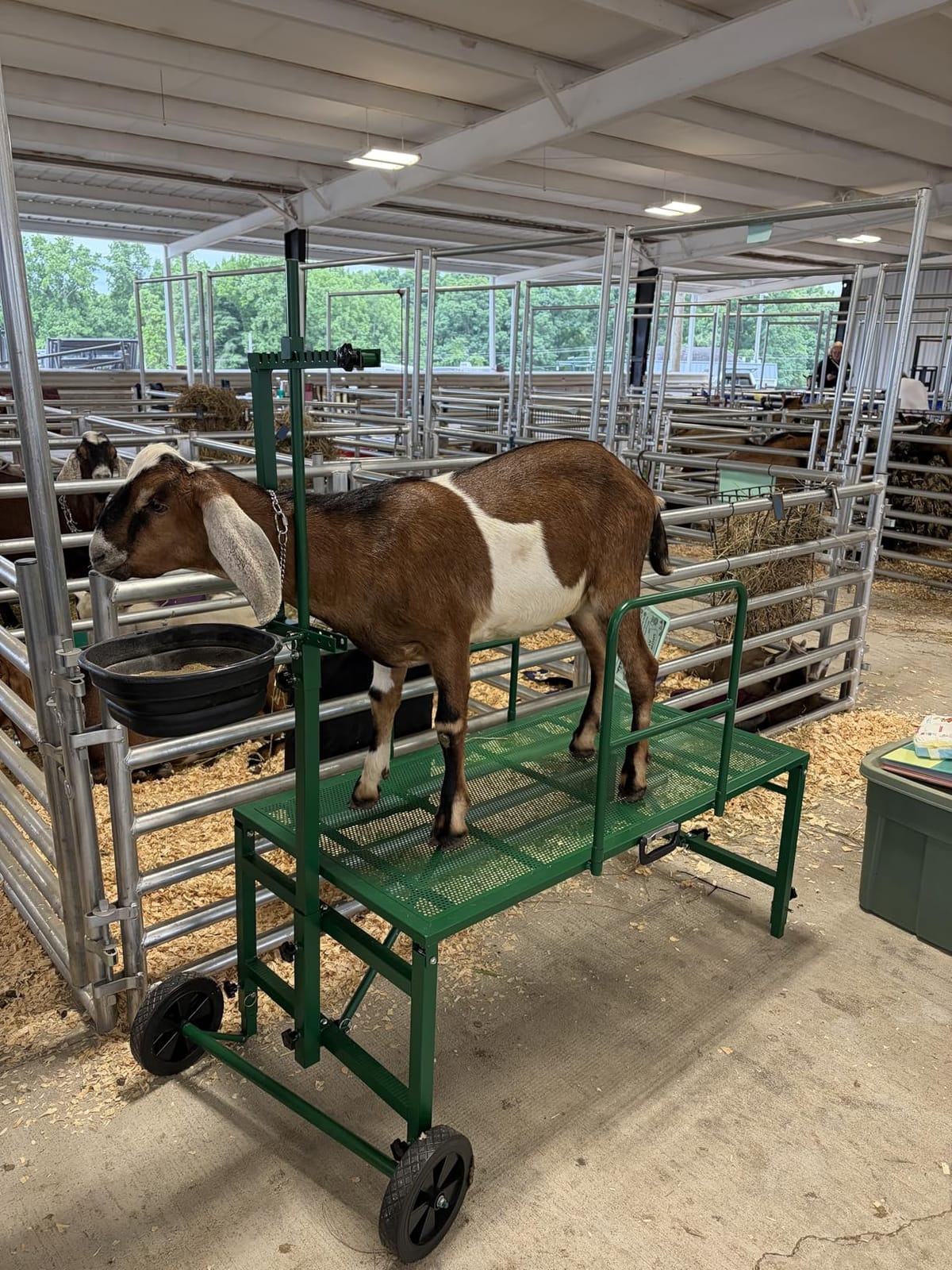 Goat Stand with Adjustable Headpiece & Legs, Goat Milking Stand with Feeder, Rails & Wheels, Stanchion for Grooming & Hoof Trimming, Sheep Stand for Shearing Heavy-Duty Steel Platform, Black customer photo 2