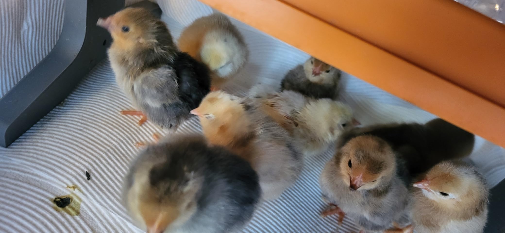 Chick Brooder Heater Plate with Digital Temperature Control, Chicken Coop Heater for Chicks & Ducklings, LED Display, Remote Control, Adjustable Angle, 86°F–167°F Heating Plate customer photo 2