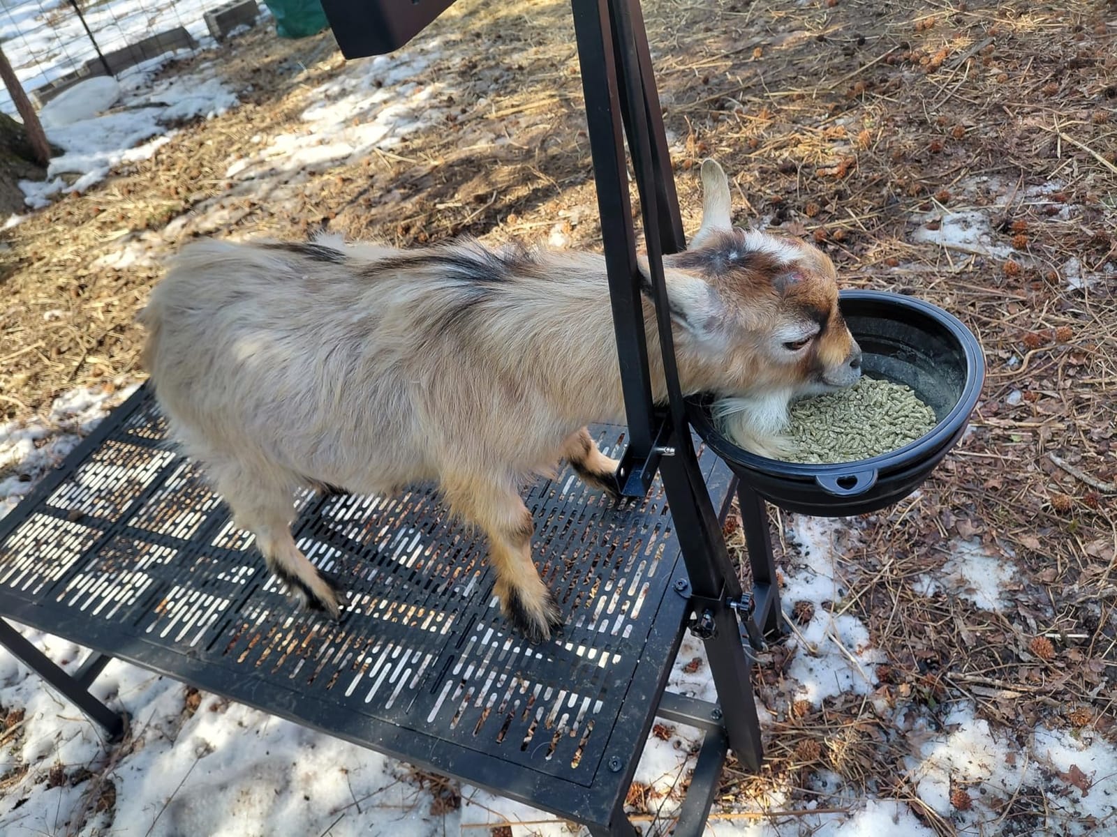 Upgrade Goat Milk Stand with Feed Bin, 400lbs Goat Stand for Grooming & Hoof Trimming, 1mm Thick Platform & Anti-Slip Design, for Pygmy and Dwarf Goats, Firm Head Lock and Adjustable Head customer photo 1