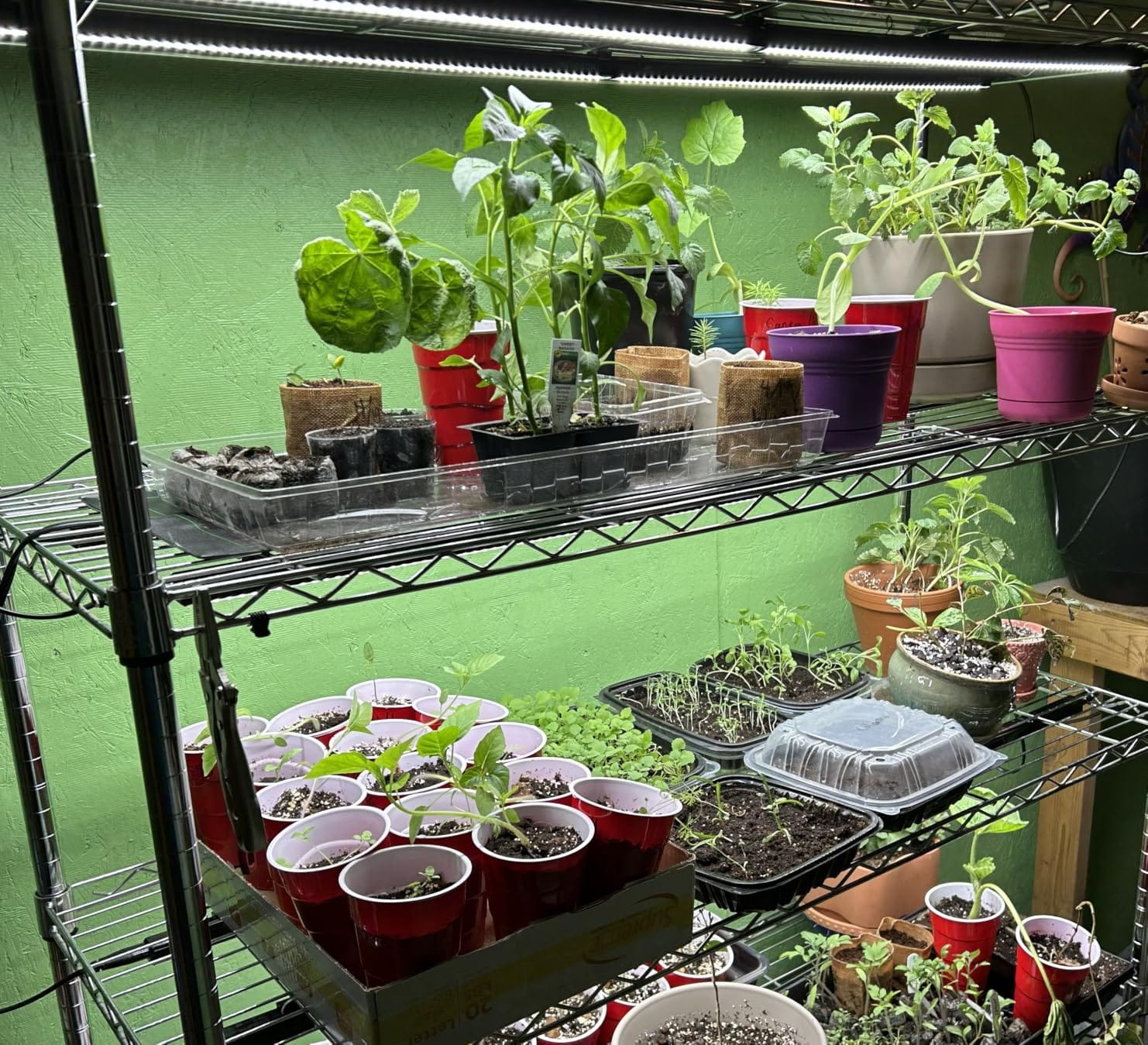VIVOSUN T5 Grow Lights for Indoor Plants, 5000K Full Spectrum, 1FT customer photo 1