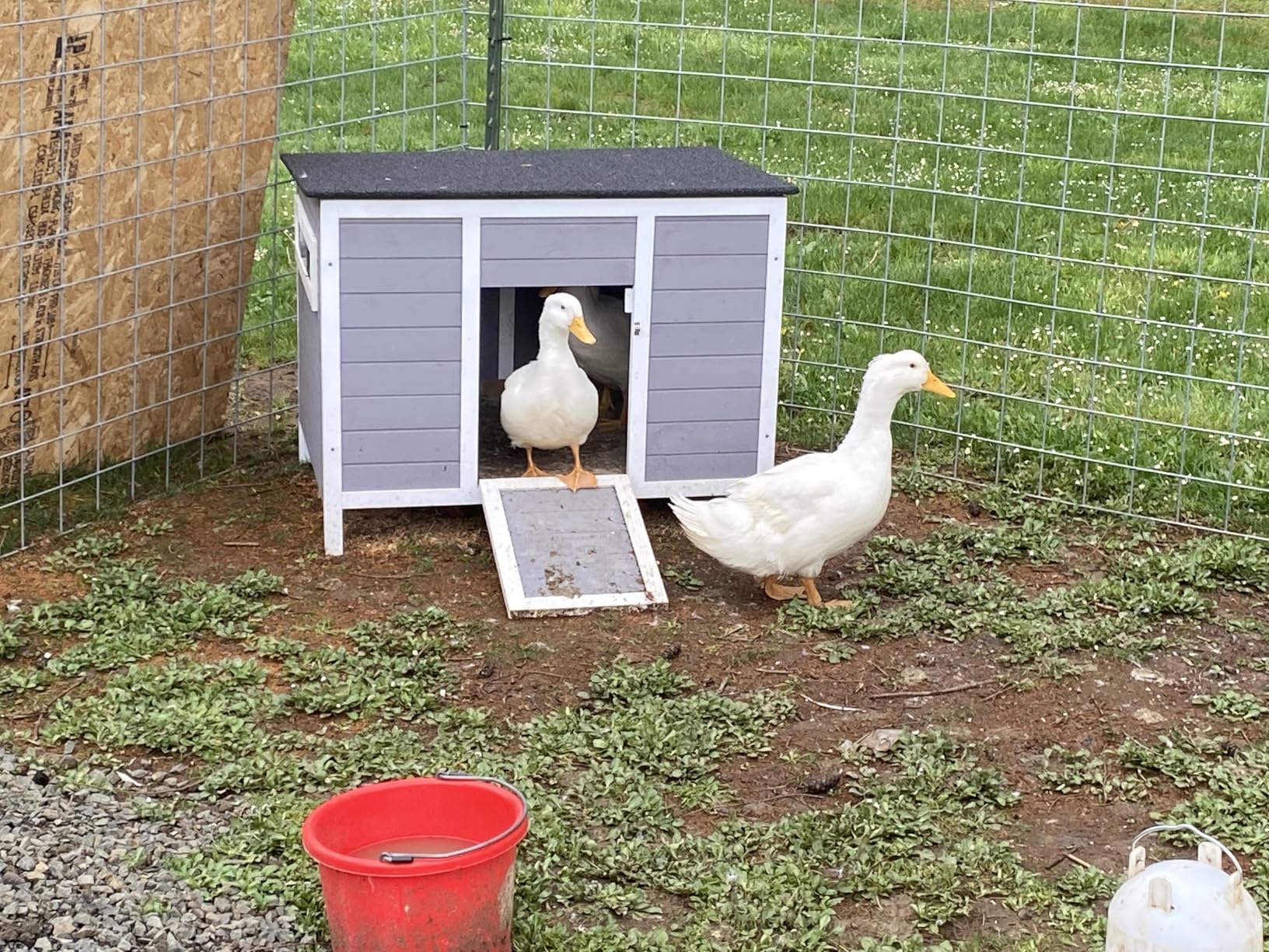 PawHut Duck Coop with Openable Roof, Ramp for Poultry Small Animals, Gray customer photo 1