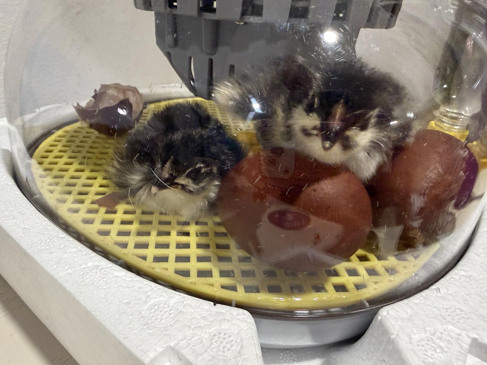IBKINXX Incubator for Hatching Eggs-18 Egg Capacity, Newly Upgraded Automatic Egg Turner, Temperature & Humidity Control, 360° Viewing for Chicken, Duck and Quail Eggs (Black) customer photo 1