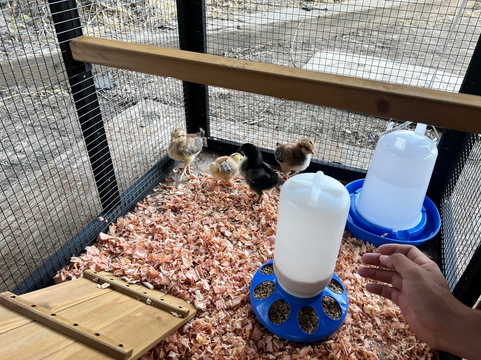 Petsfit Outdoor Chicken Coop with Run for 4-6 Chickens, 3 Nesting Boxes customer photo 1