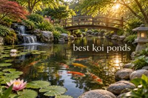 best koi ponds