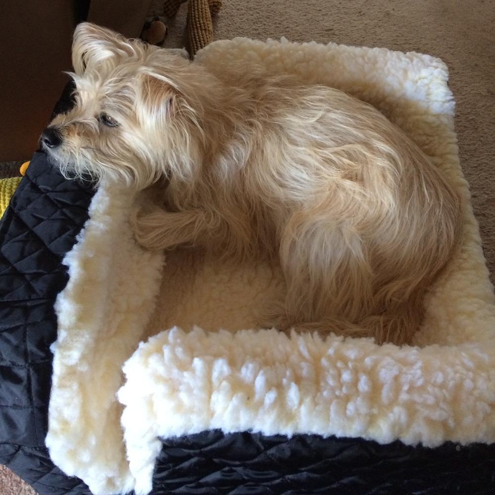 Snoozer Lookout I Car Seat - Dog Car Seats for Small Dogs, Puppy Booster Bed for Small Sized Pets up to 18 Lbs, Elevated, Washable - Size S, Black Quilted customer photo 1