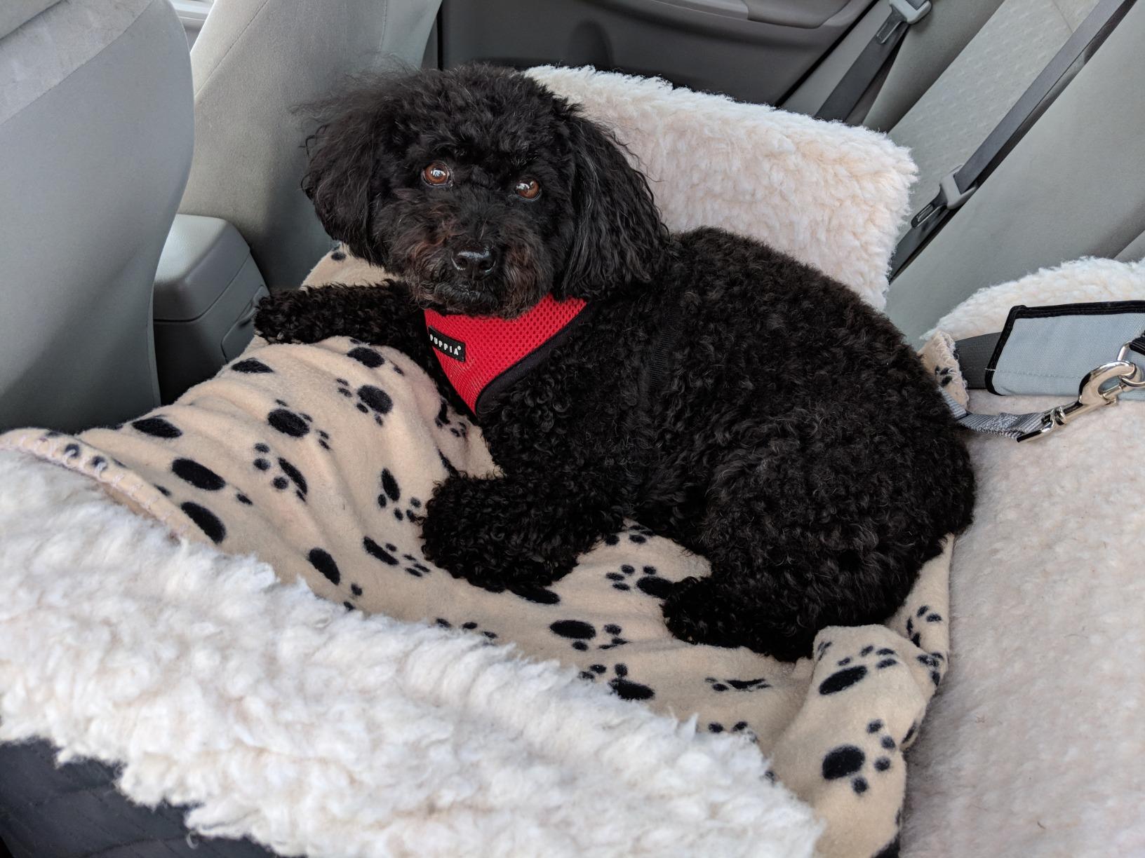 Snoozer Lookout I Car Seat - Dog Car Seats for Small Dogs, Puppy Booster Bed for Small Sized Pets up to 18 Lbs, Elevated, Washable - Size S, Black Quilted customer photo 2