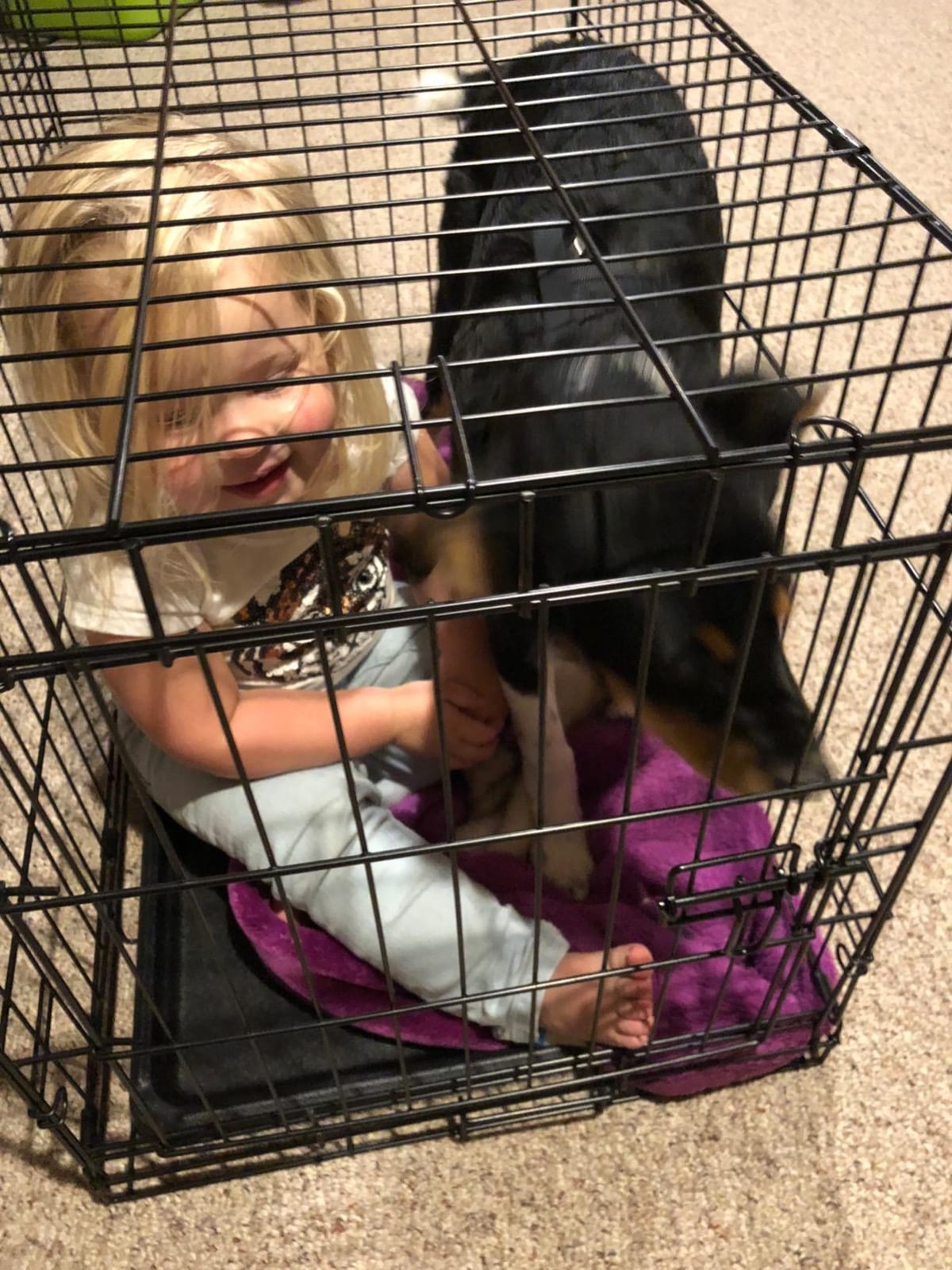 Carlson Pet Products Single Door Metal Dog Crate, Intermediate 36
