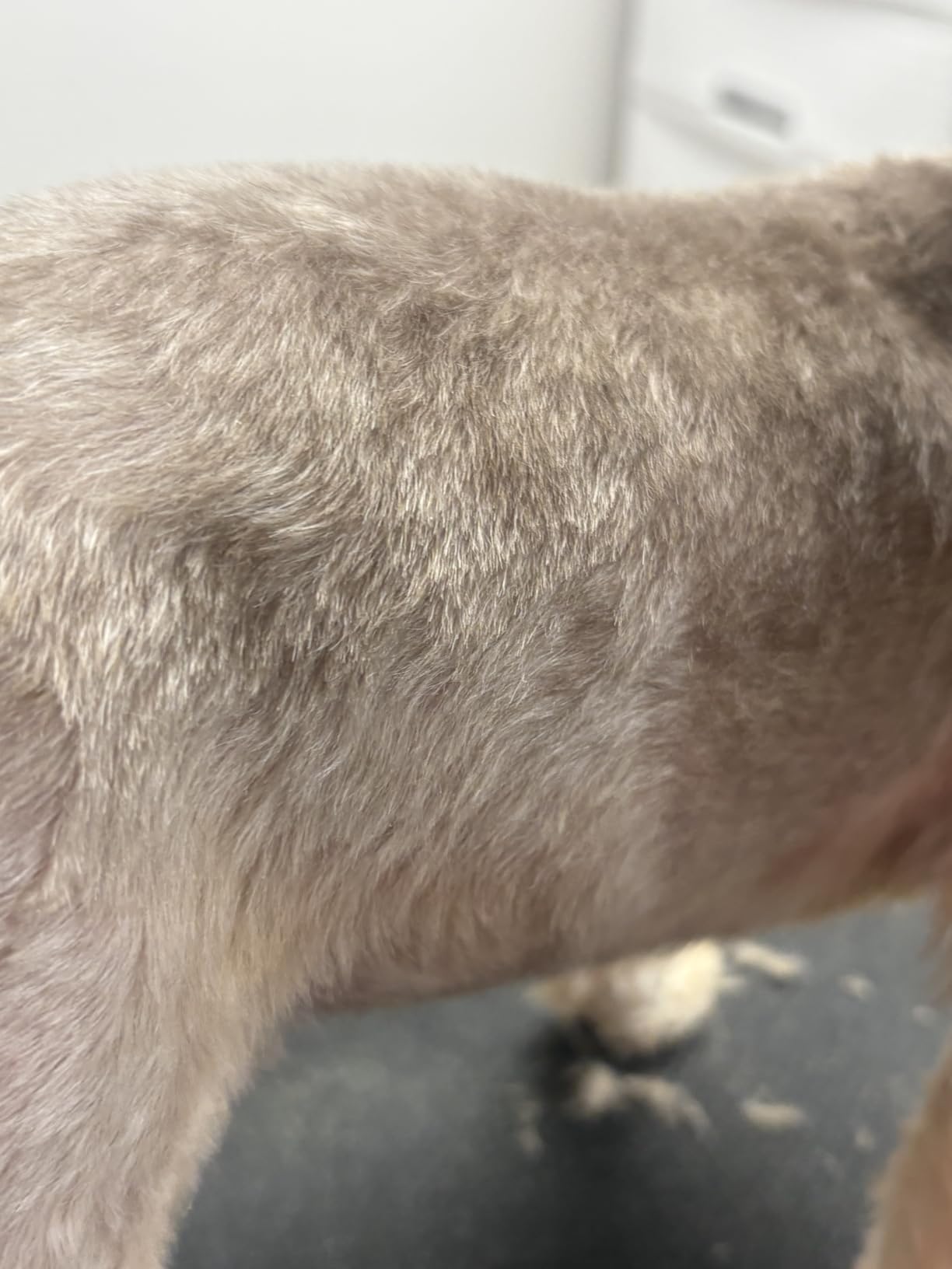 Wahl Professional Animal Bravura Lithium Ion Clipper, 41870-0438, Turquoise customer photo 2