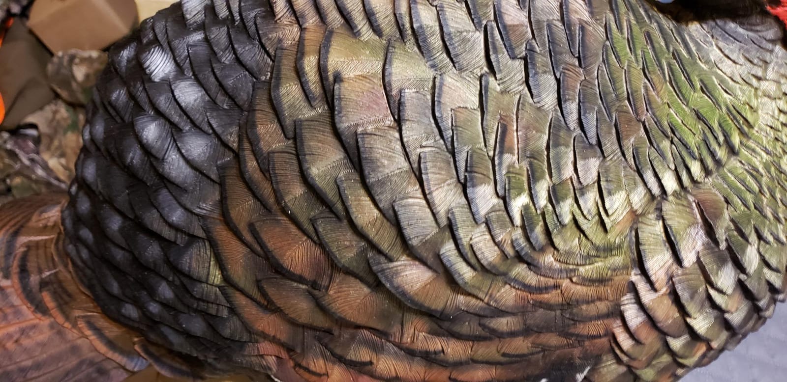 Avian X LCD 1/2 Strut Jake Turkey Decoy customer photo 2