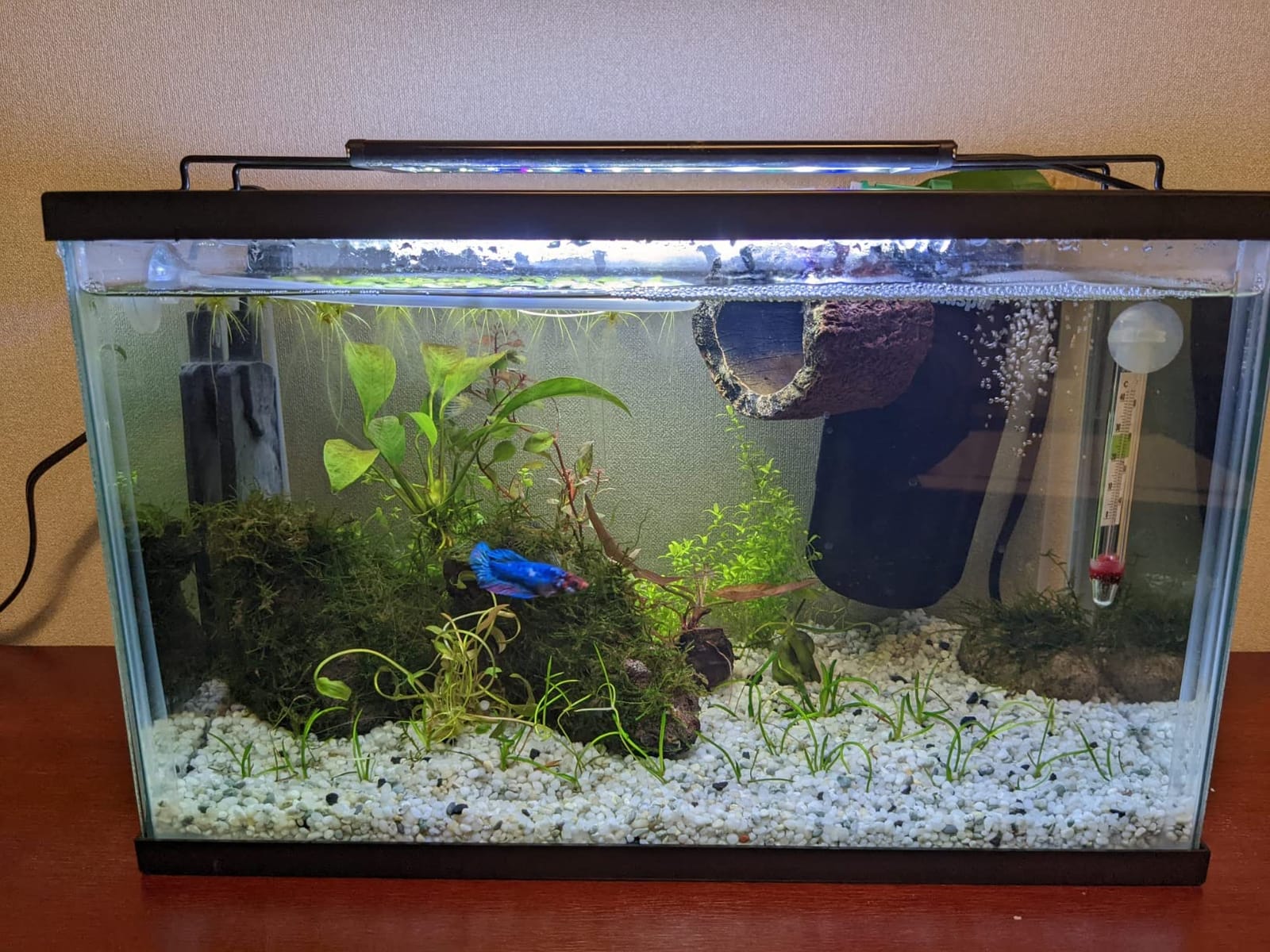 AQUANEAT LED Aquarium Light Full Spectrum for 18 Inch to 24 Inch Fish Tank Light Fresh Water customer photo 1