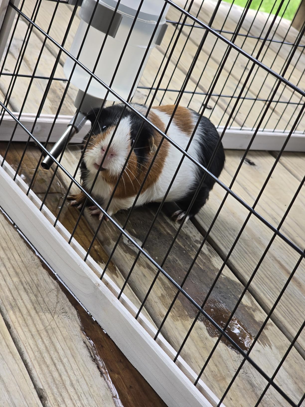 Wooden Rabbit Cage Outdoor Indoor, Bunny Cage Guinea Pig Cages Enclosure customer photo 2