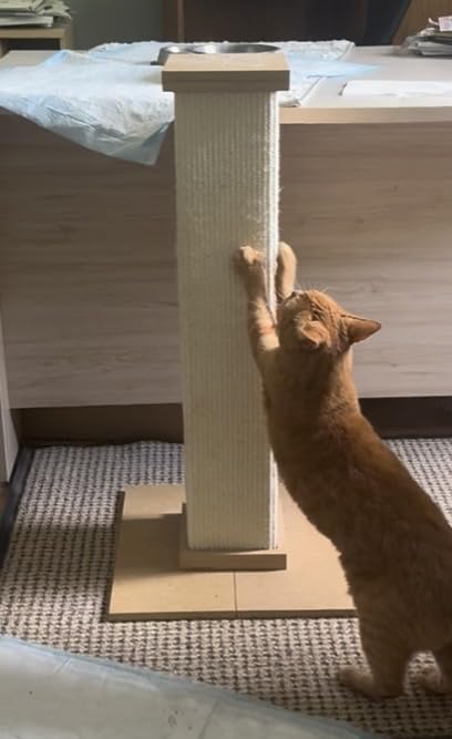 SmartCat Ultimate Scratching Post – Gray, Large 32 Inch Tower - Sisal Fiber, Simple Design - For All Cats customer photo 1