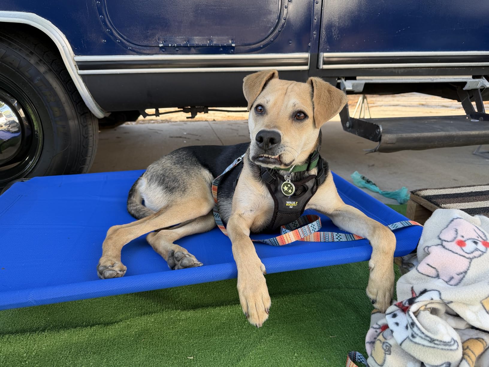 Heavy Duty Steel-Framed Portable Elevated Pet Bed, Elevated Cooling Pet Cot, 43.5
