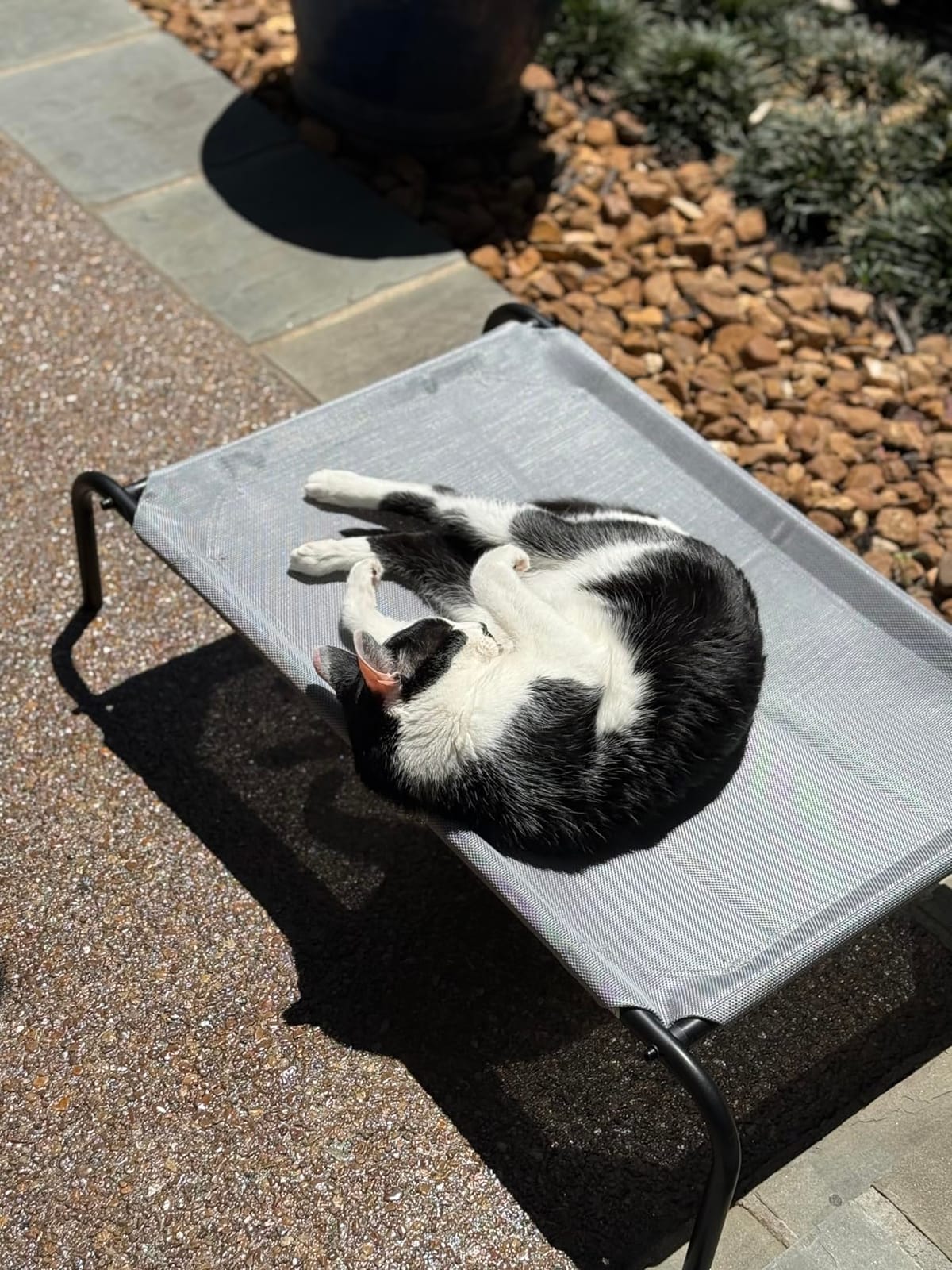 Heavy Duty Steel-Framed Portable Elevated Pet Bed, Elevated Cooling Pet Cot, 43.5