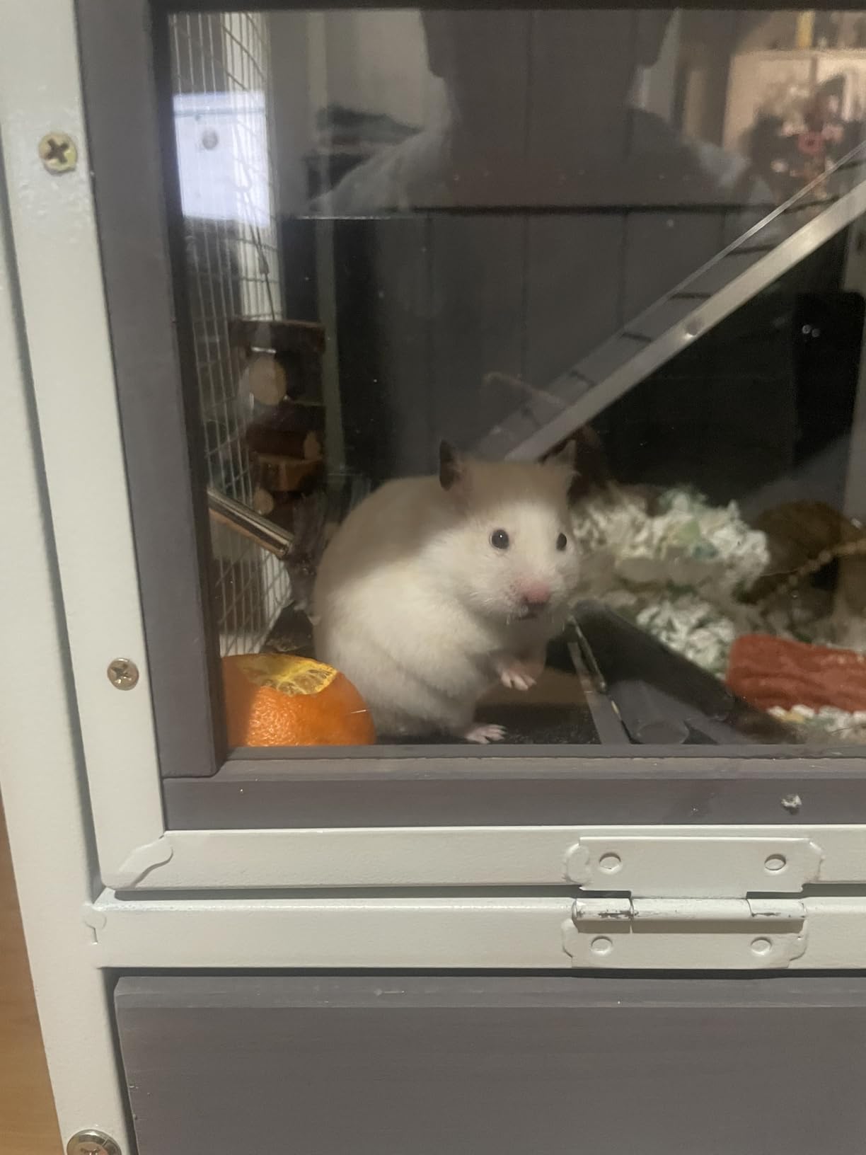 Hamster Cage Large Guinea Pig Cage with Metal Frame Movable Rat Habitat with Aluminium Alloy Edge,Plastic Deep Not Leakage Pull Out Tray,Storage Shelf customer photo 2