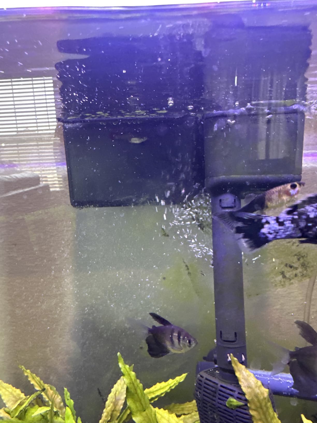 Aqua-Tech Ultra Quiet Power Filter For Aquariums, 10-20 Gallon customer photo 1