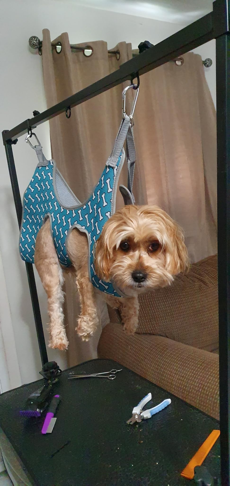 LEIBOU H-Shape Dog Grooming Arm Pet Supplies Grooming Table Arm with 3 Noose and Clamp Heavy Duty Aluminum Alloy Frame with 35.4” Adjustable Height and 36.2” ~ 50” Adjustable Width Dog Grooming Kit customer photo 1