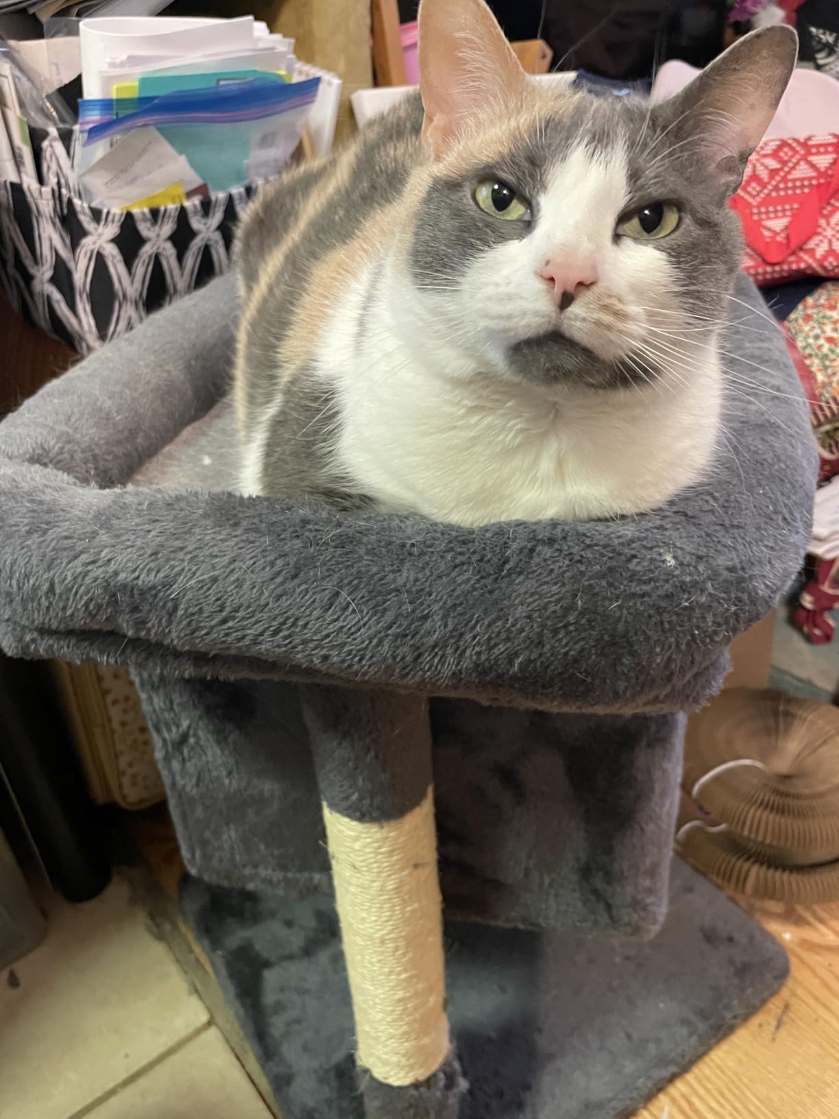 Yaheetech Small Cat Tree 23.5in for Kittens & Senior Cats, Low Profile Gray customer photo 2