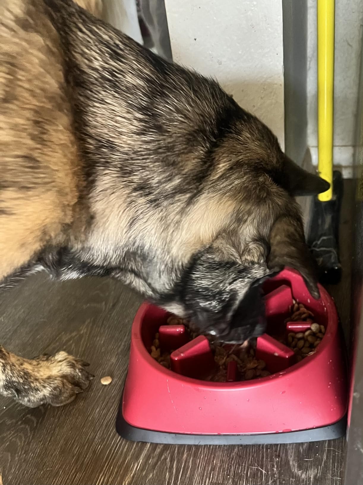 GORILLA GRIP® Patented Slow Feeder Dog and Cat Bowl, BPA Free, 1 Cup Gray customer photo 2