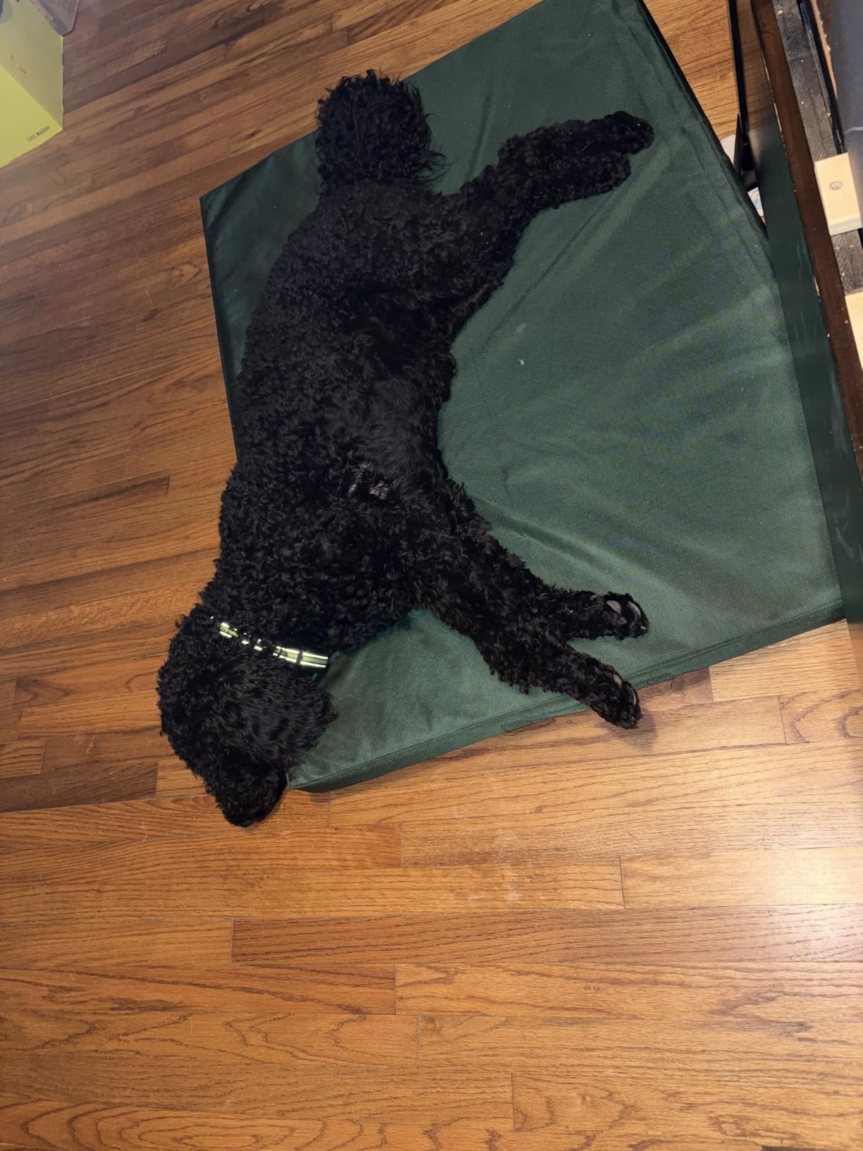 Outdoor Waterproof Orthopedic Dog Bed for Large Dogs customer photo 1