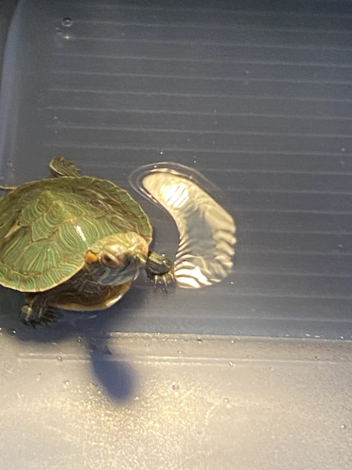 Rypet Baby Turtle Tank Starter Kit, Small Turtle Tank with Filter & Light customer photo 1