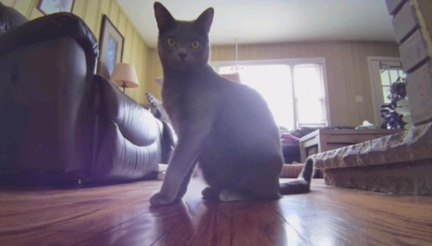 Enabot EBO SE Home Robot Camera: 1080P Mobile FamilyBot Pet Companion customer photo 1