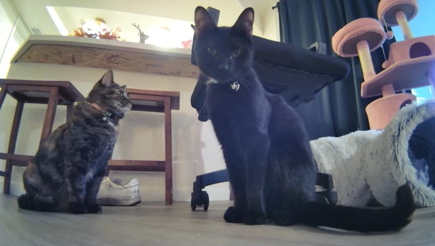 Enabot EBO SE Home Robot Camera: 1080P Mobile FamilyBot Pet Companion customer photo 2