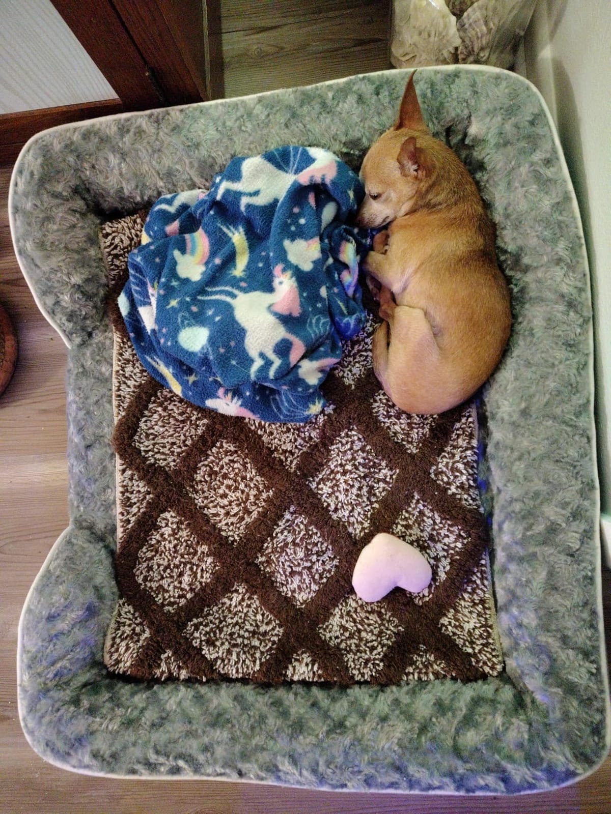 WNPETHOME Orthopedic Washable Dog Bed Large for Senior Dog Cozy Sleep customer photo 1