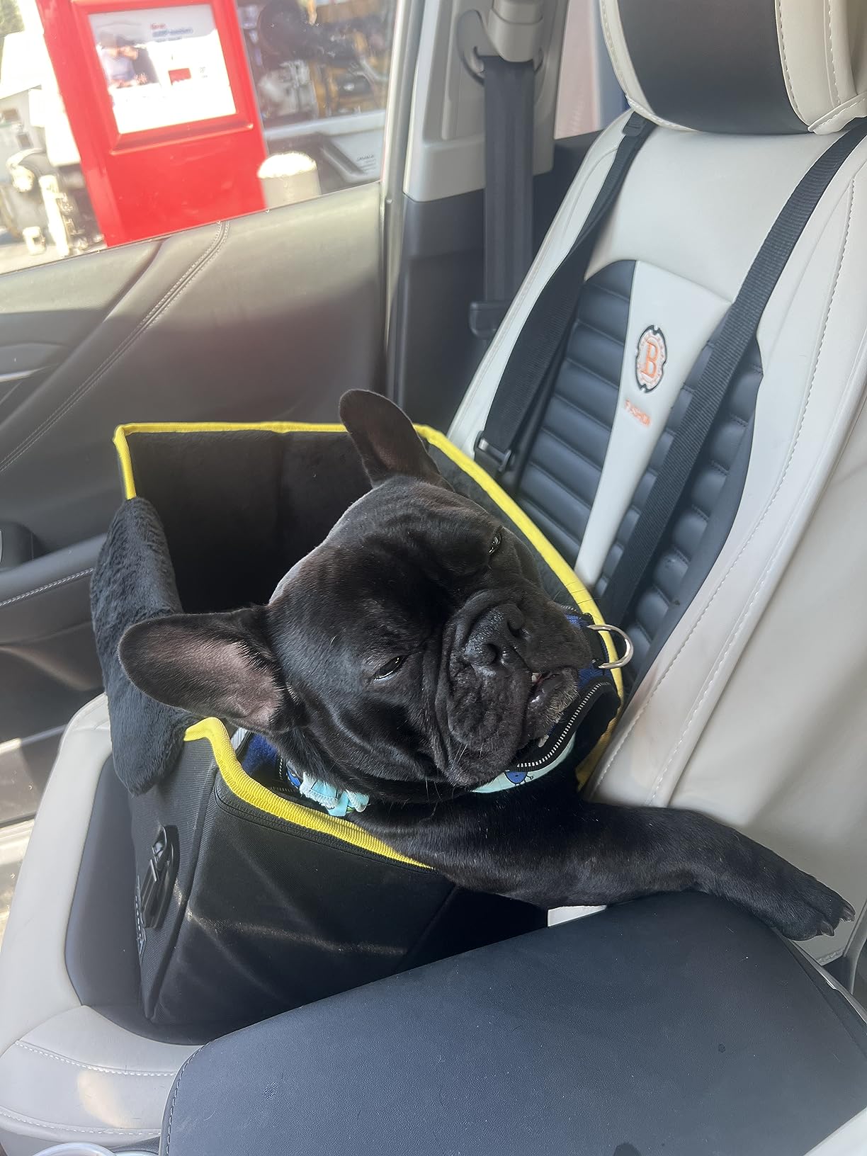 PETSFIT Dog Car Seats for Small Dogs – Patented Safety Buckles – Safety Tether – Foldable Travel Dog Booster Car Seat Reduces Anxiety & Road Trips – Stable Frame, Soft Cushion, Fits Front/Back Seat customer photo 1