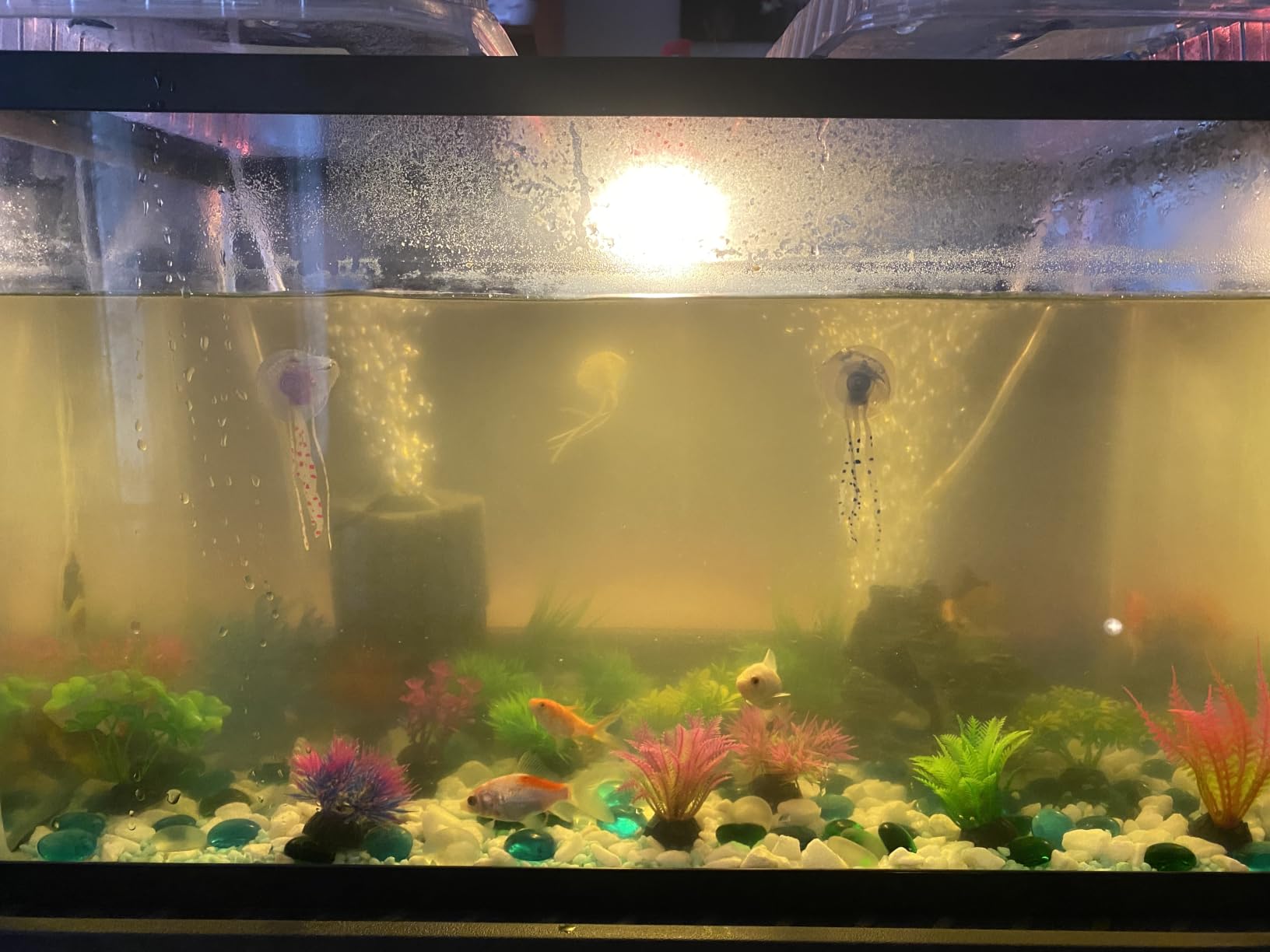 AQQA Aquarium Sponge Filter for 5-20 Gallon, Submersible Fish Tank Filter customer photo 2