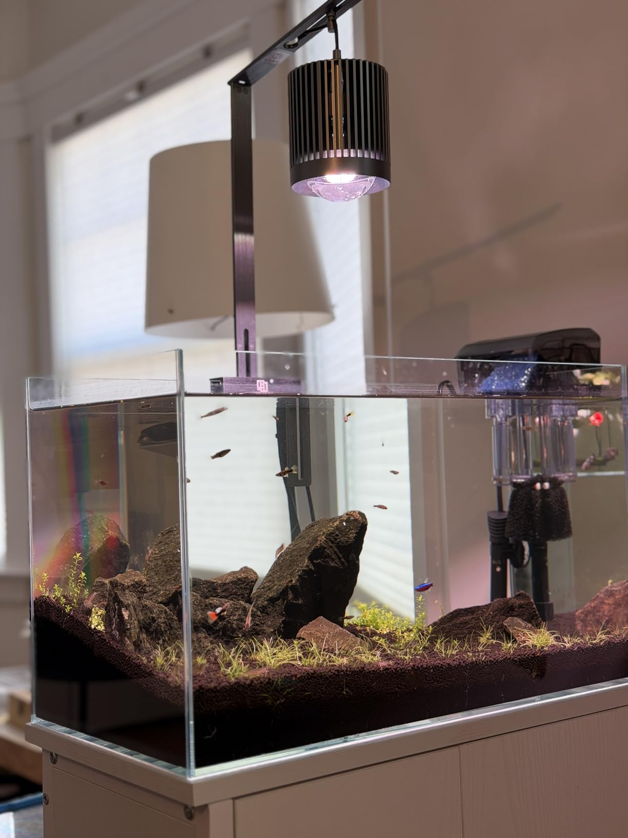 LAQUAL 6.5 Gallon Ultra Clear Glass Fish Tank, Rimless Low Iron Aquarium for Betta/Nano/Goldfish/Snail/Shrimp, Fish Tank & Cover Set & Feeding Ring & Cleaning Tools customer photo 2