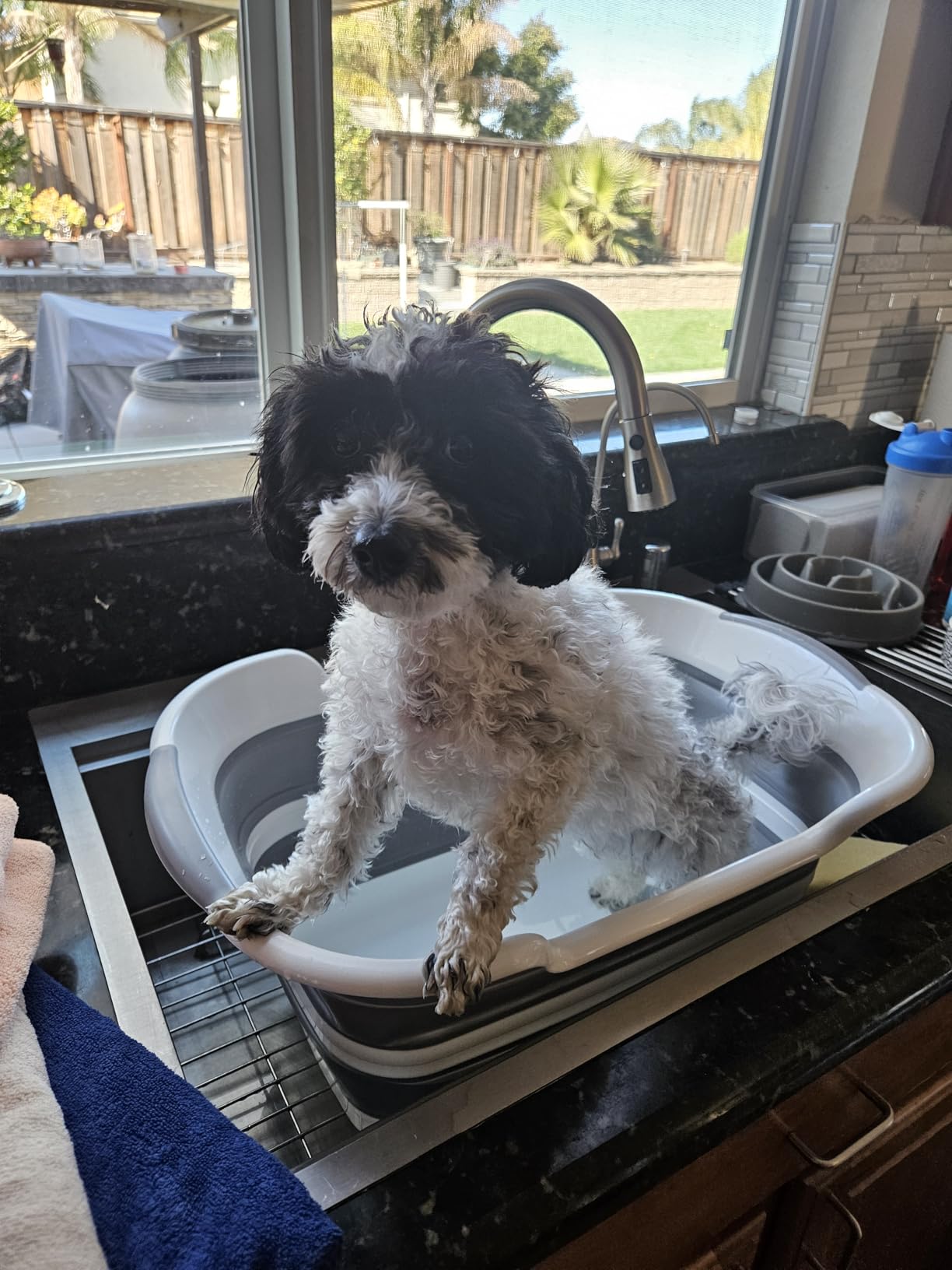 Goderewild 7.1 Gal/27L Multipurpose Collapsible Pet Bathtub Upgraded with Drainage Hole and Pet Hair Collector for Bathing/Shower, Portable Laundry Basket-Foldable Bathing Tub-Storage Organizer. customer photo 2