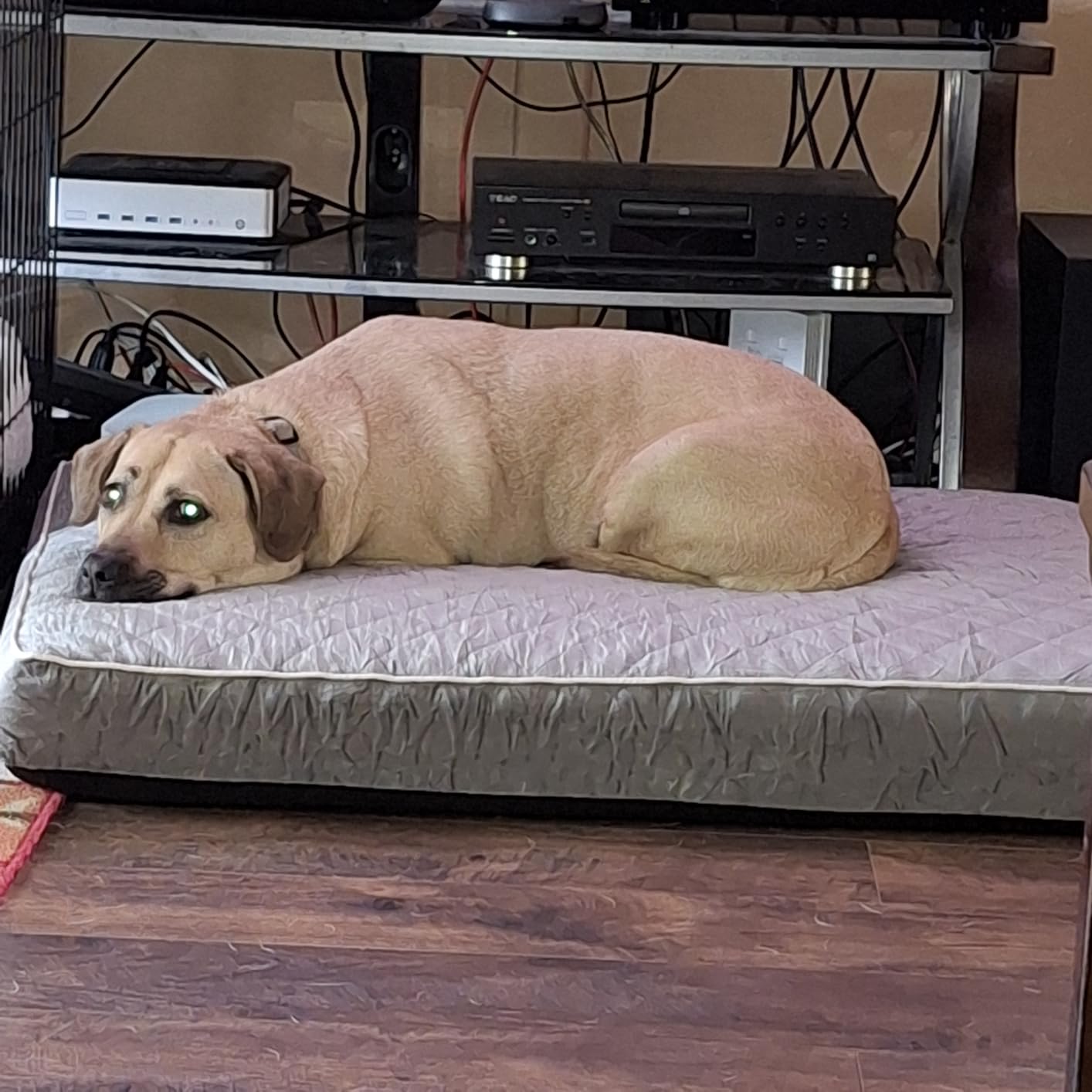 WNPETHOME Orthopedic Waterproof Extra Large Senior Dogs Bed for Comfy Sleep customer photo 2