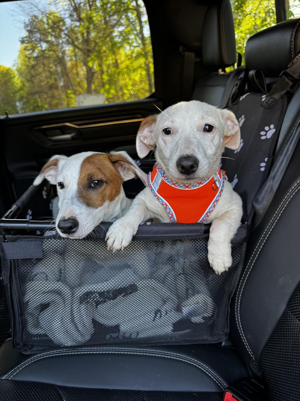 GENORTH Small Dog Car Seat - Portable Puppy/Pet Booster Seat with Clip-On Leash and Mesh Window for Small Pets Up to 11 lbs customer photo 1