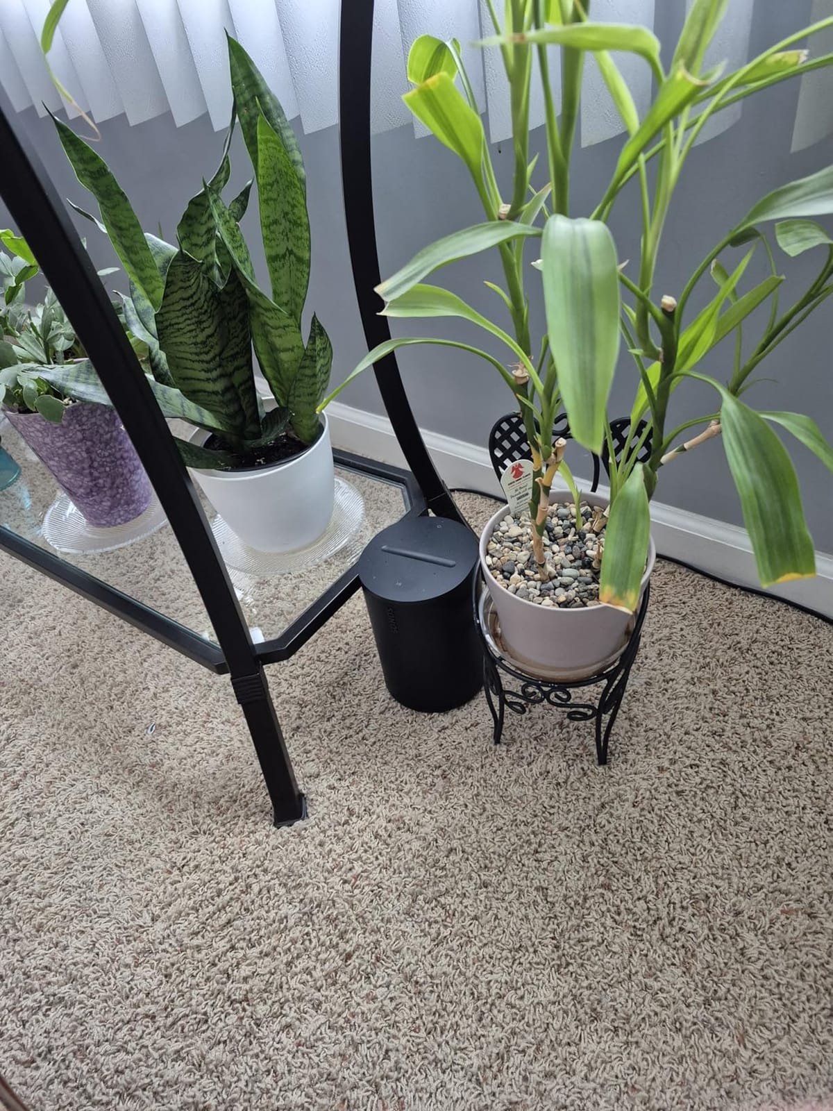 Sonos Era 100 - White - Wireless, Alexa Enabled Smart Speaker customer photo 1