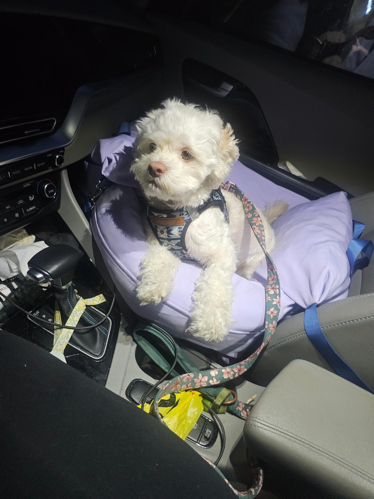 Lesure Dog Car Seat for Small Dogs,Booster Car Bed for Puppy Under 25lbs customer photo 1