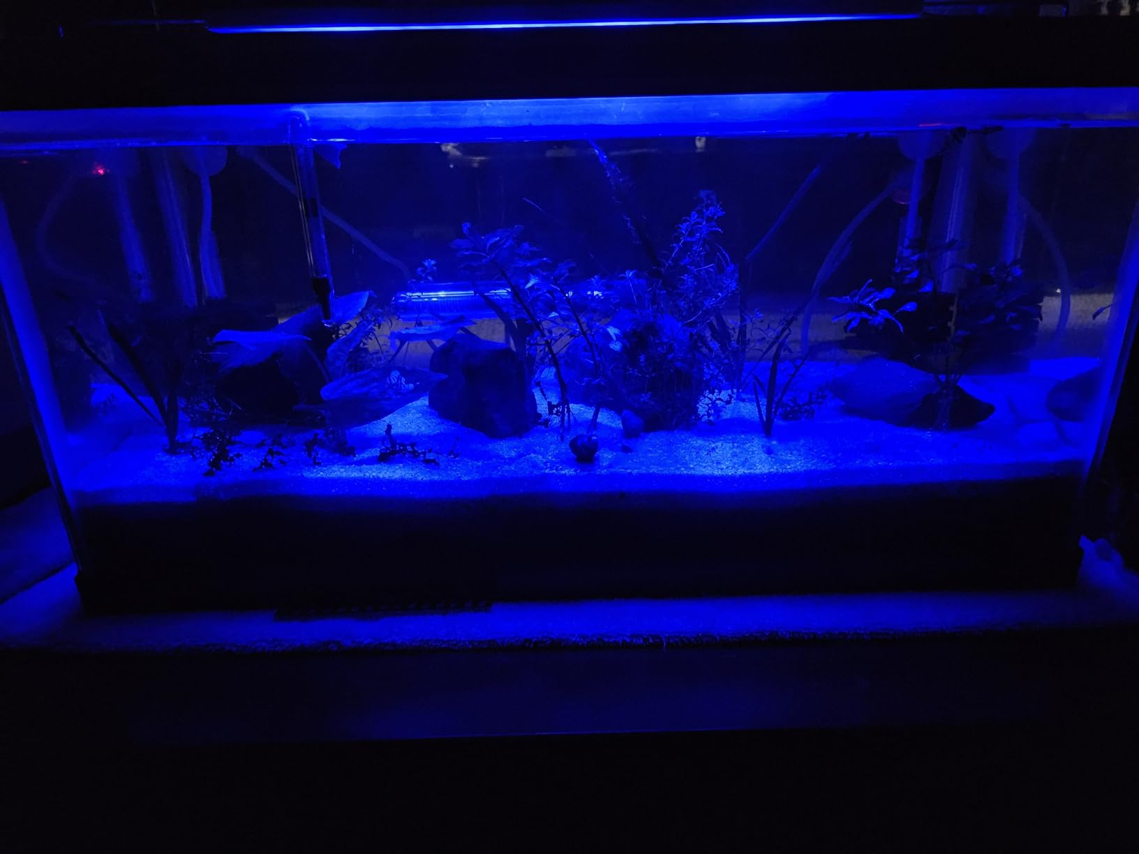 NICREW C10 Plant Aquarium Light, 18-24 in, 13W, Full Spectrum with Timer customer photo 2