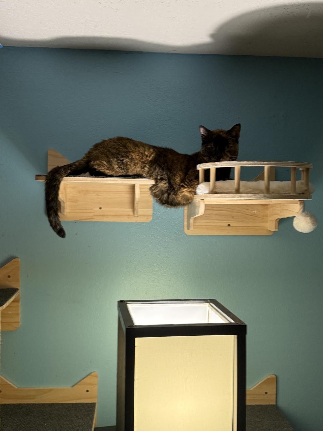Cat Wall Shelves, 9-Piece Cat Wall Furniture for Large Cats customer photo 1