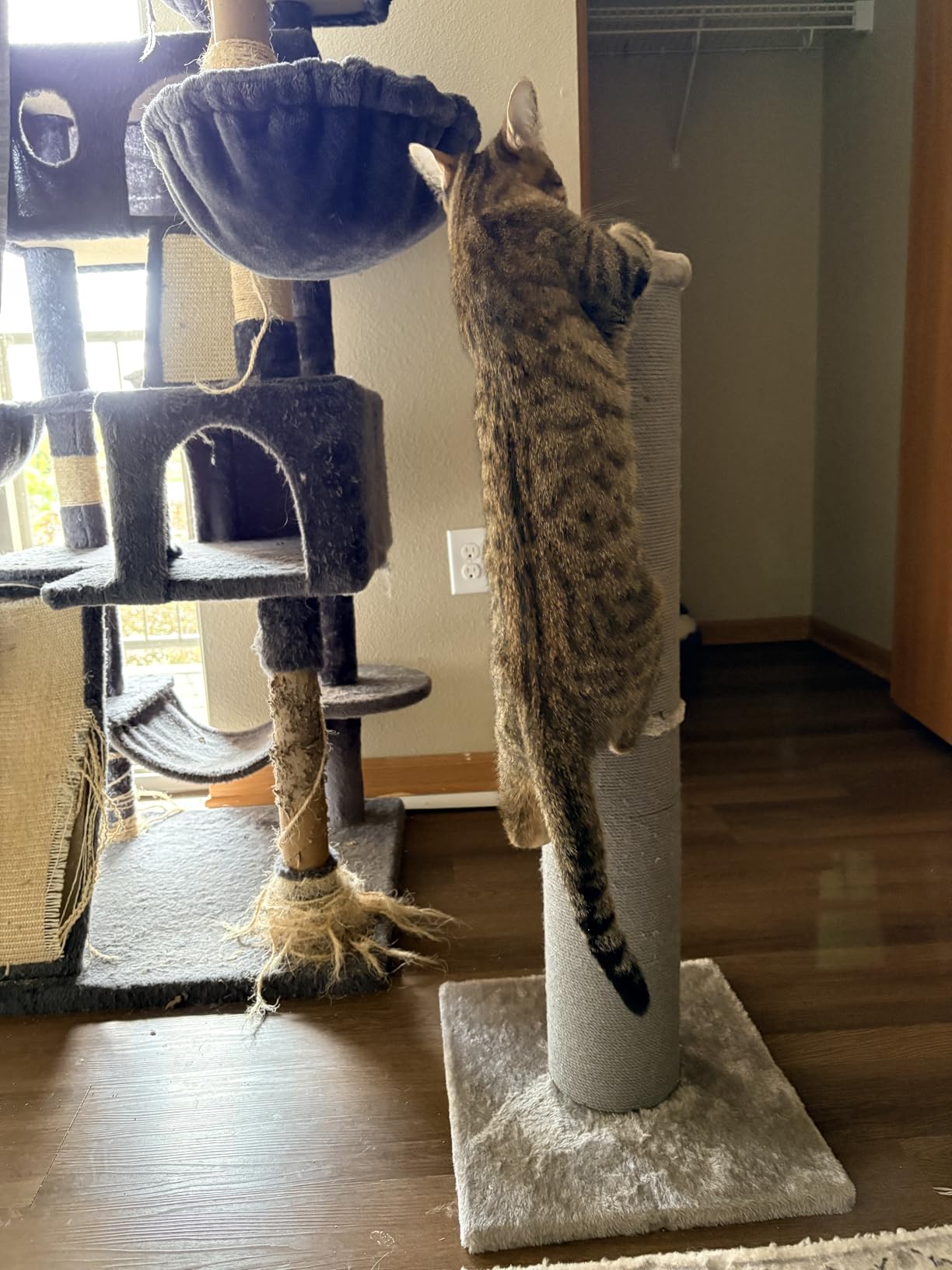 PAWSCRAT 32-Inch Tall Cat Scratching Post, 5.5-Inch Diameter, Sisal, Beige customer photo 1