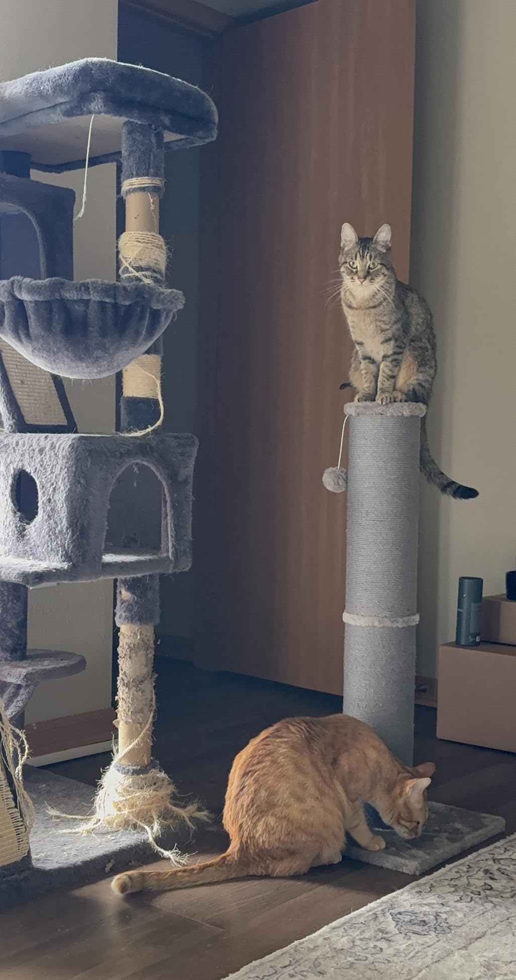 PAWSCRAT 32-Inch Tall Cat Scratching Post, 5.5-Inch Diameter, Sisal, Beige customer photo 2