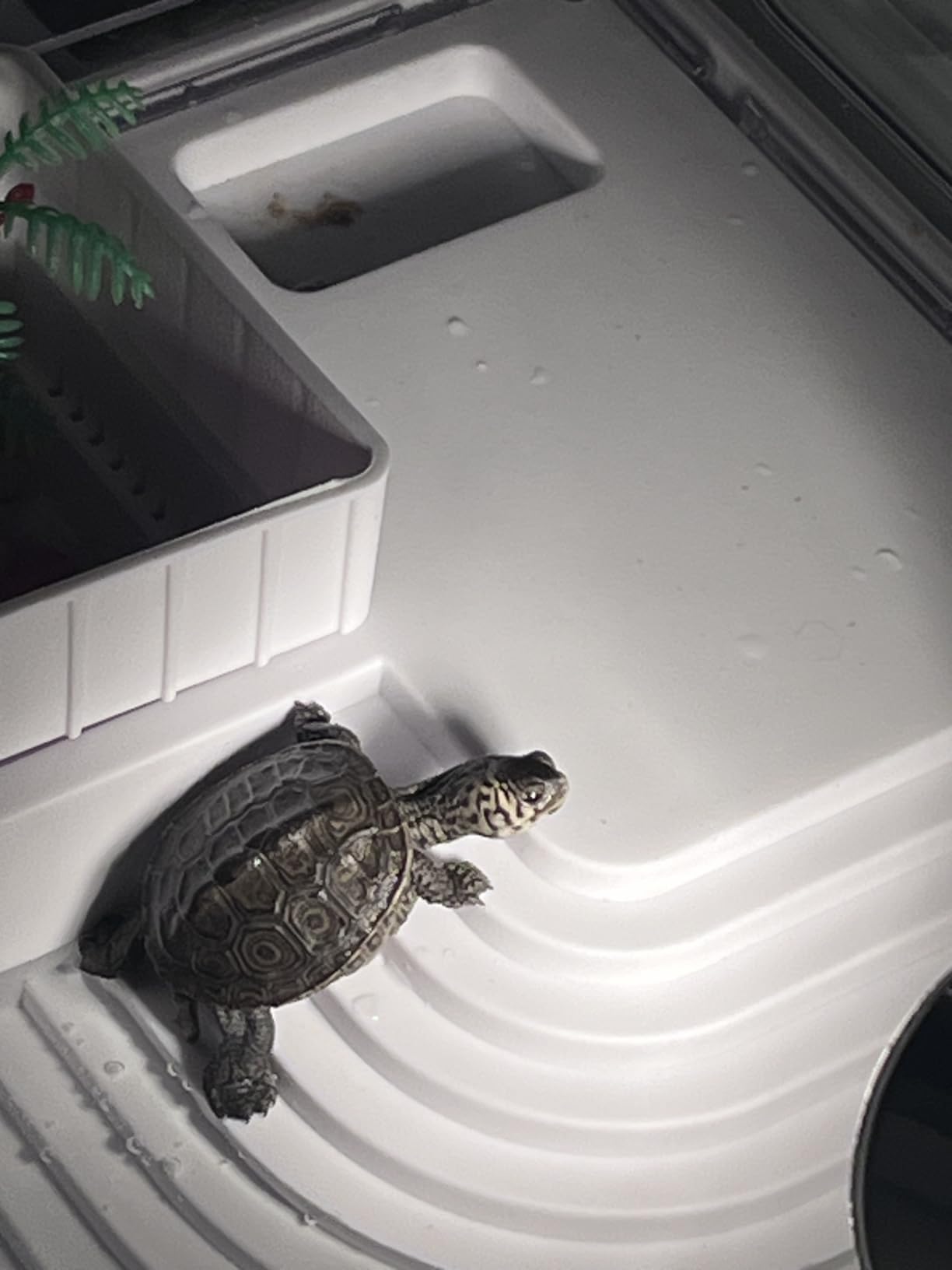 Small Turtle Tank Kit with Light and Filter for Baby Turtles customer photo 2