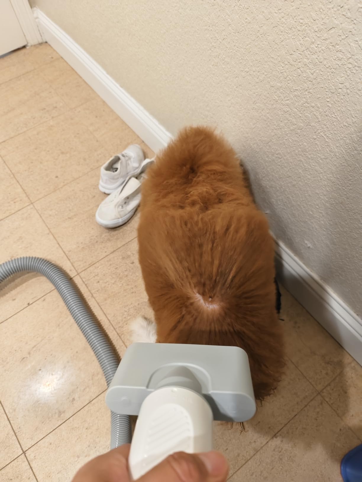 HomeRunPet Dog Dryer for Grooming, 43dB Ultra Quiet Pet Blow Dryer customer photo 2