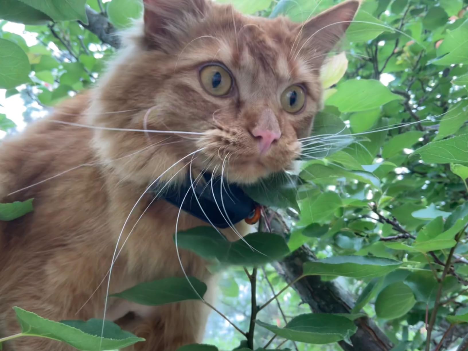 Tractive Smart Cat GPS Tracker | Real-Time Location & Wellness Monitoring for Cats 6.5 lbs+ | Territory & Location History | Up to 5-Day Battery | Breakaway Collar Included (Dark Blue) customer photo 2
