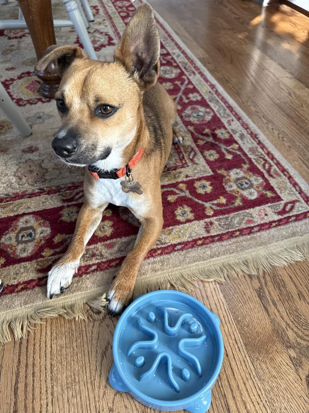 Slow Feeder Dog Bowls Small Breed, Dog Food Bowl Small Anti-Choking Bloat Stop Puzzle Healthy Eating Bowl (Blue, 1 Cup) customer photo 1