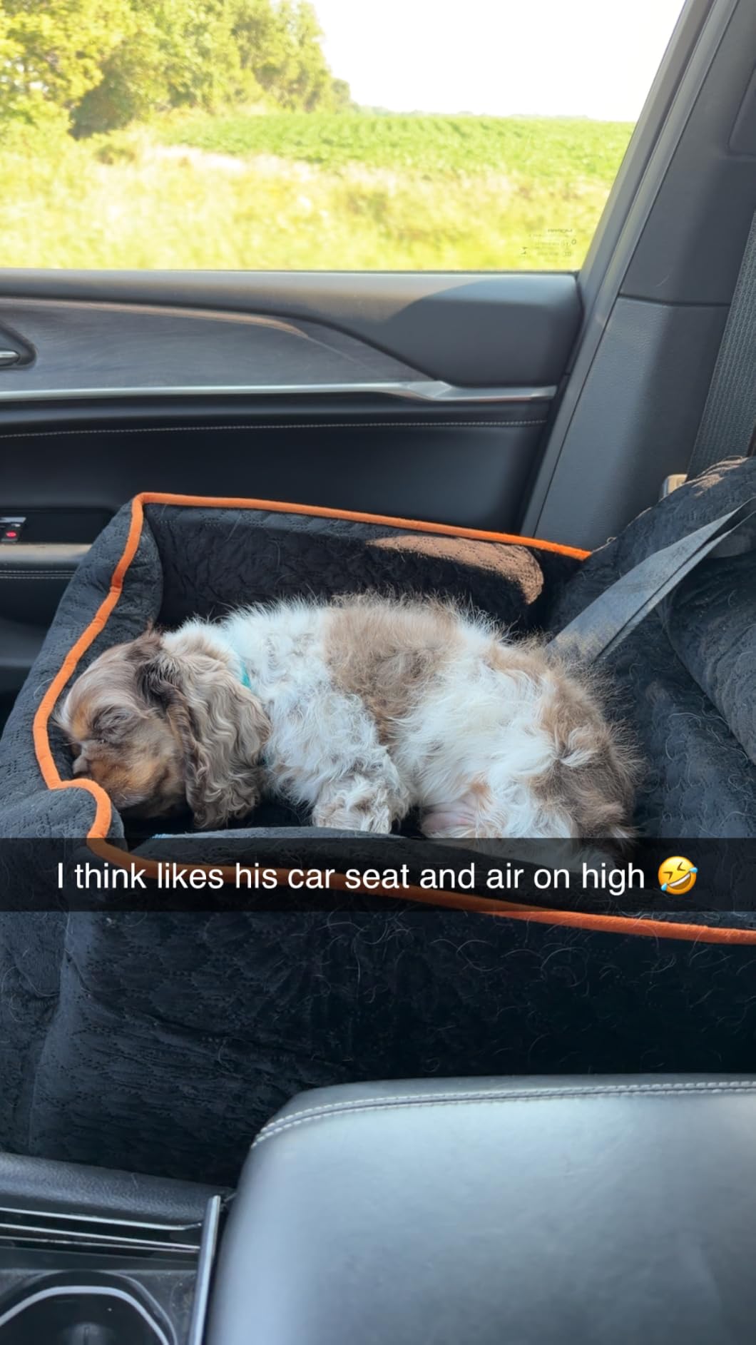 Dog Car Seat for Small Dogs Up to 25 lbs with 6-Inch Memory Foam Cushion customer photo 1