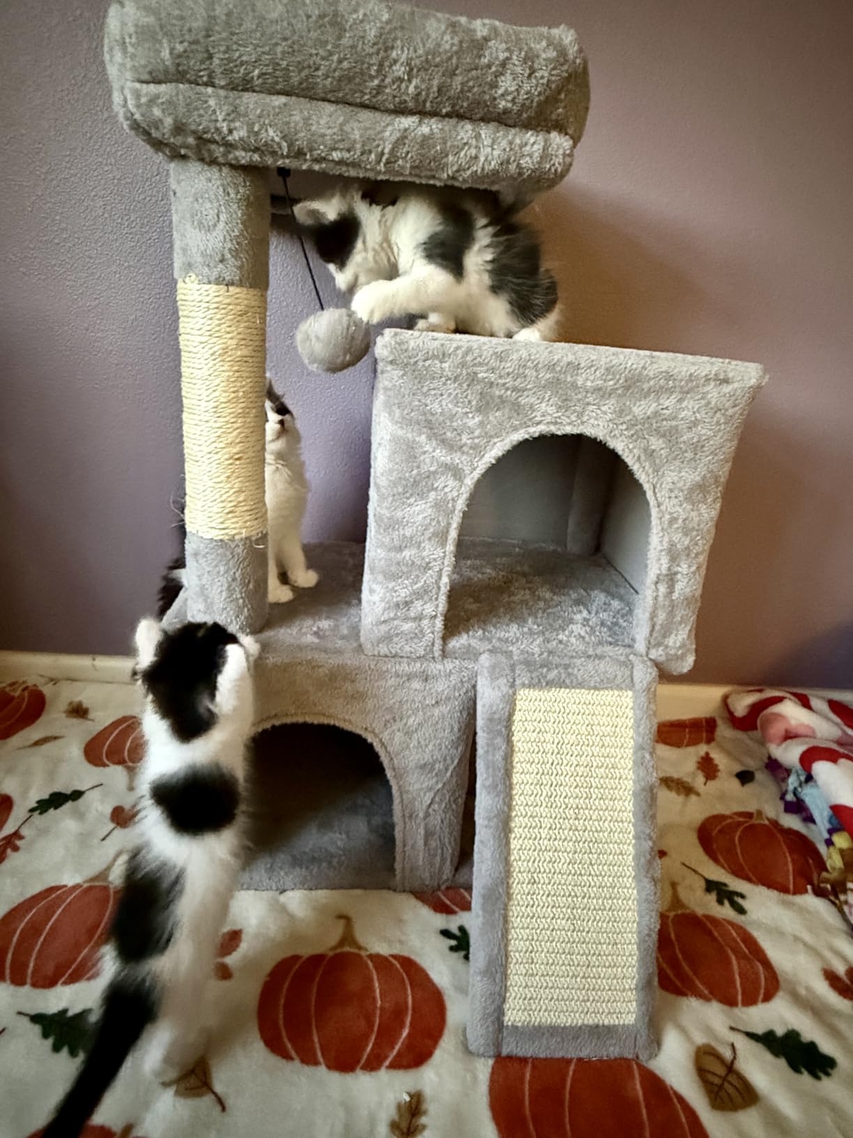 PAWZ Road 30