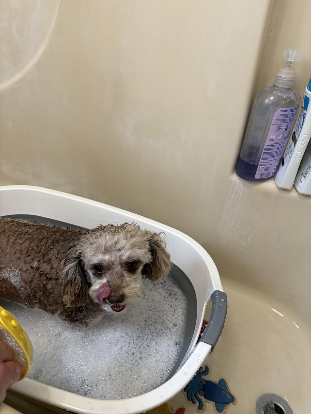 Collapsible Dog Bath Tub, Portable Puppy Bathtub with Drain Plug, Gray customer photo 1